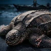 Bénin : une tortue luth retrouvée morte et mutilée à Cotonou